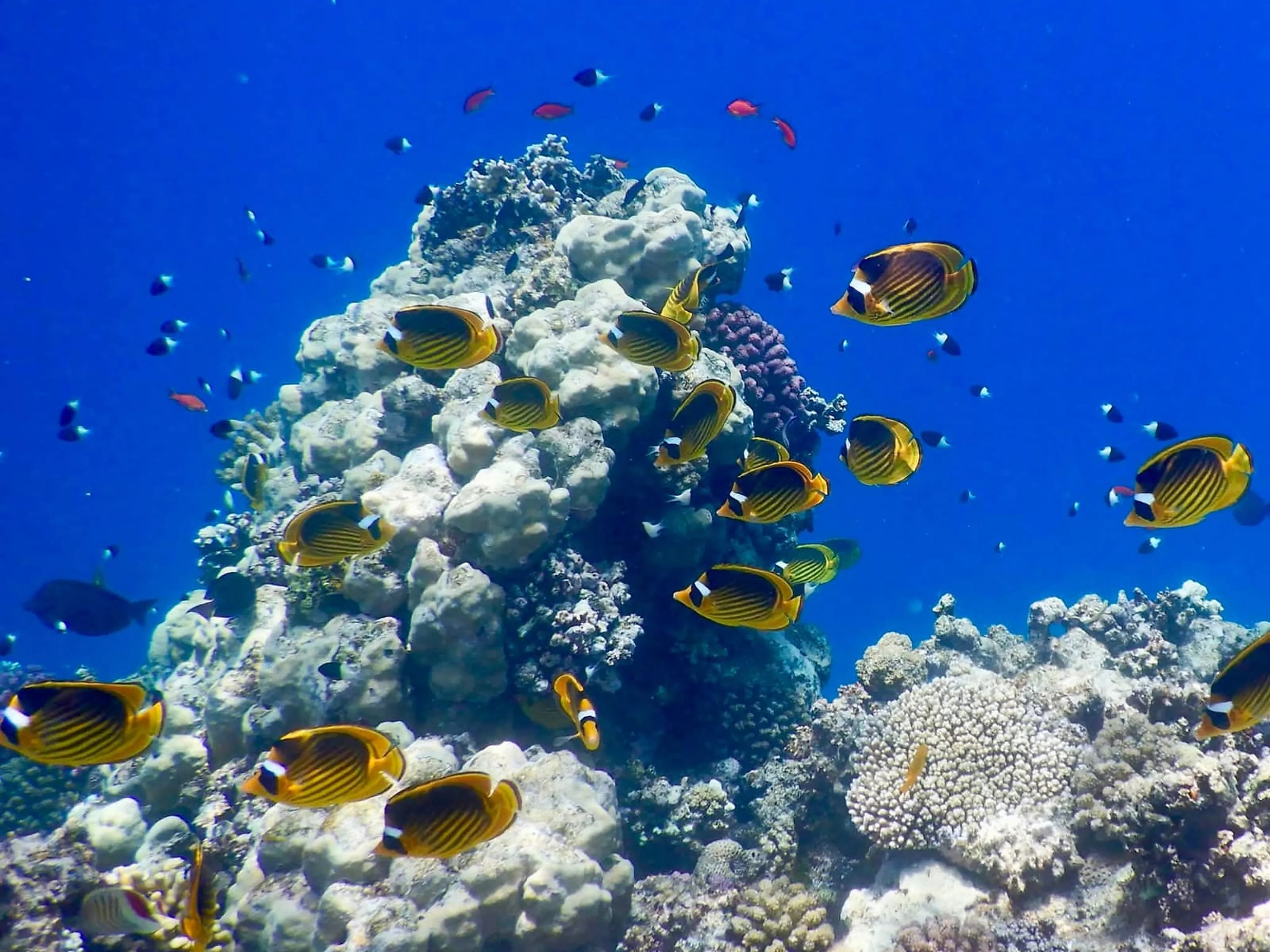Colourful coral reef in the Red Sea