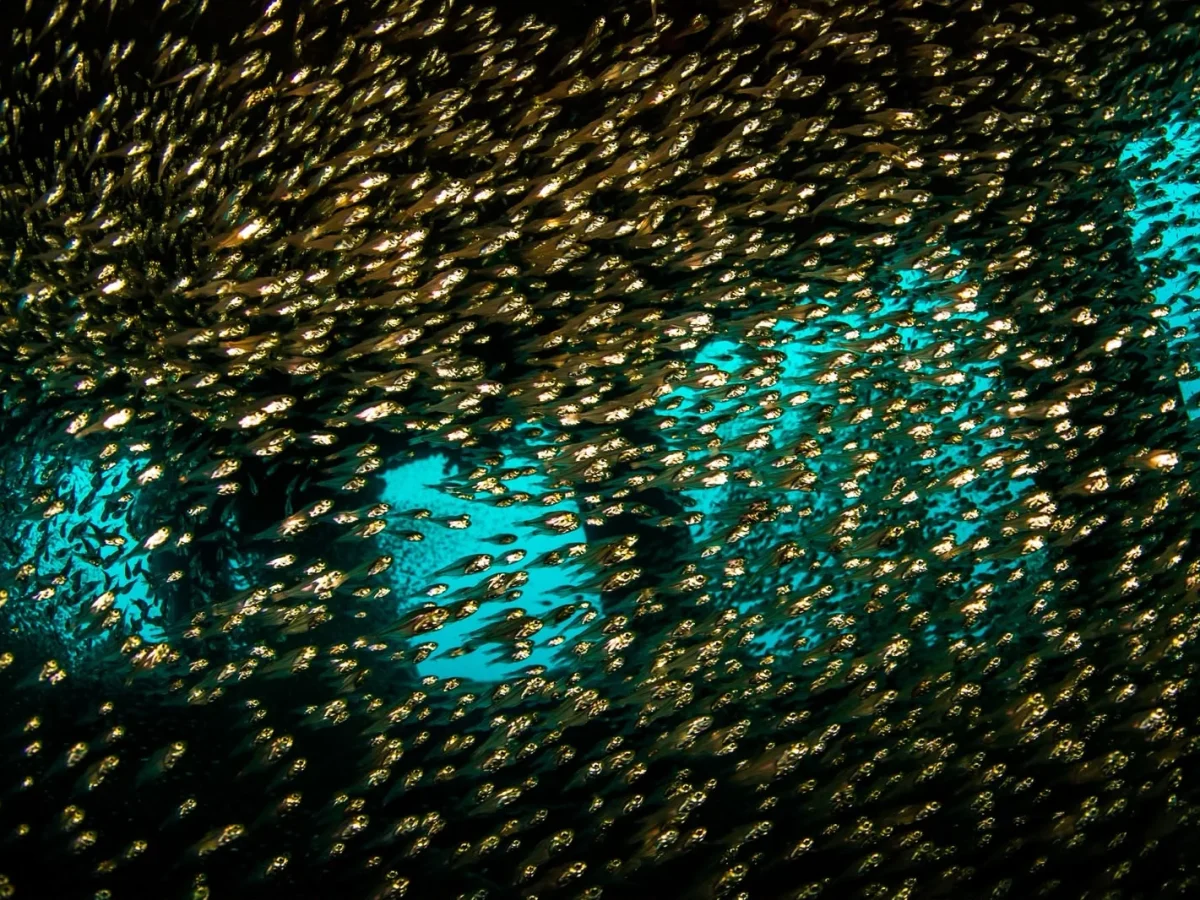 School of small fish beneath a coral reef overhang