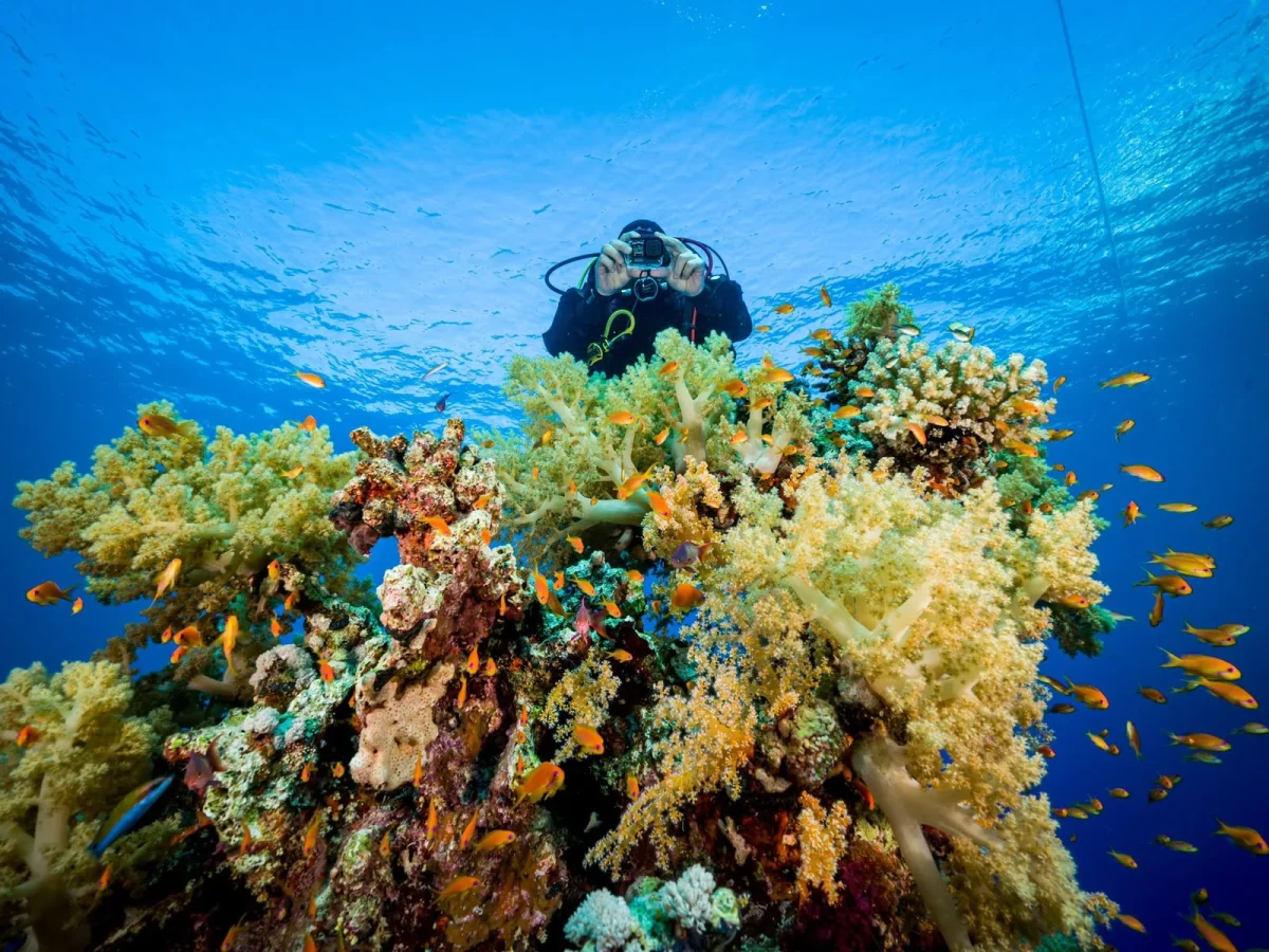 Scuba diver exploring a colorful coral reef