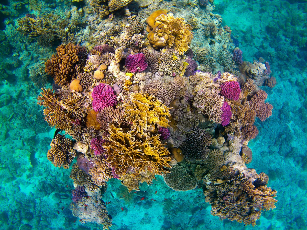 Colorful coral reef beneath clear blue water