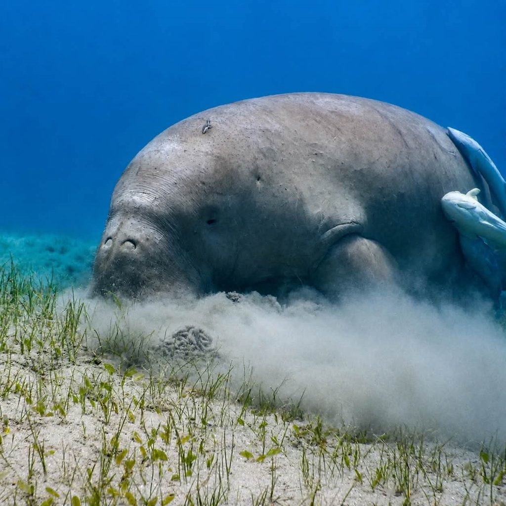 A dugong feeding on seagrass at Marsa Mubarak