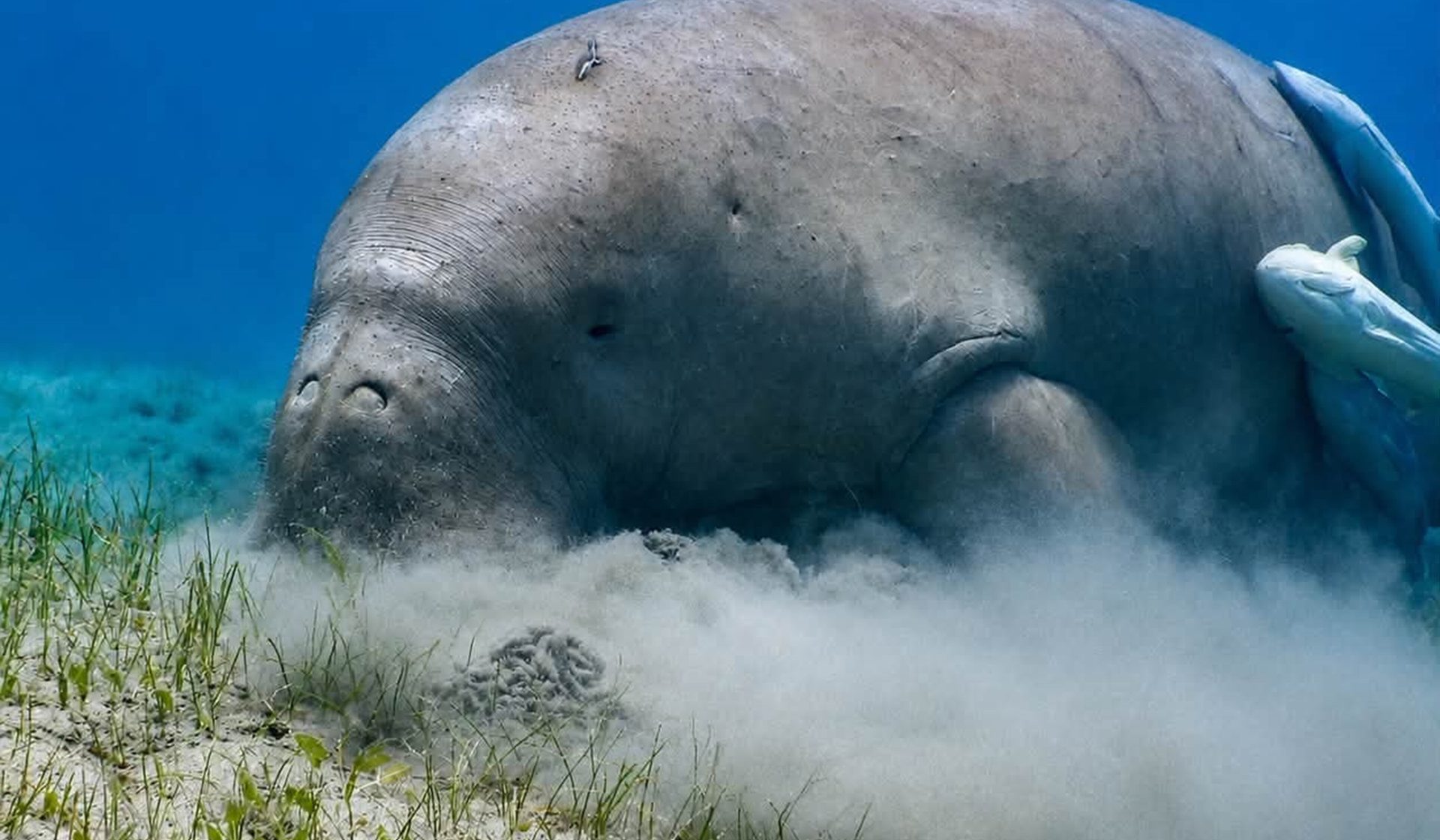 A dugong feeding on seagrass at Marsa Mubarak