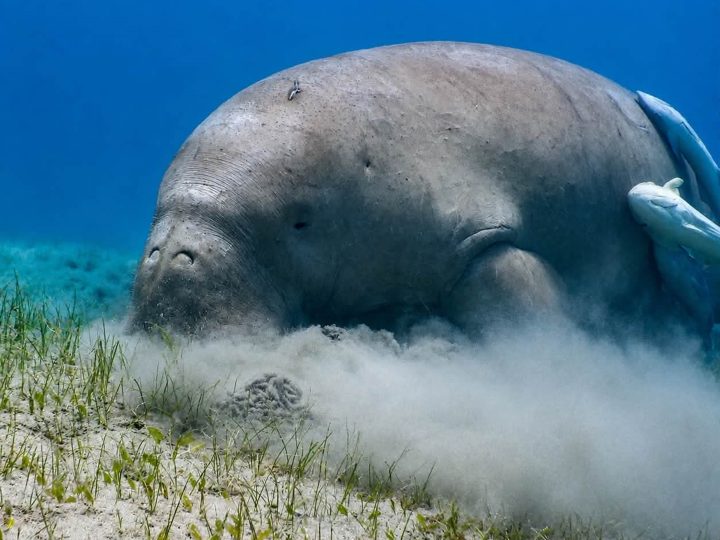 Marsa Mubarak – Dugong & Turtles