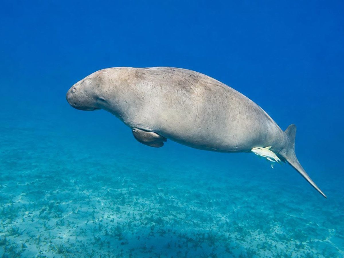 A dugong swimming above the sandy seabed at Marsa Mubarak