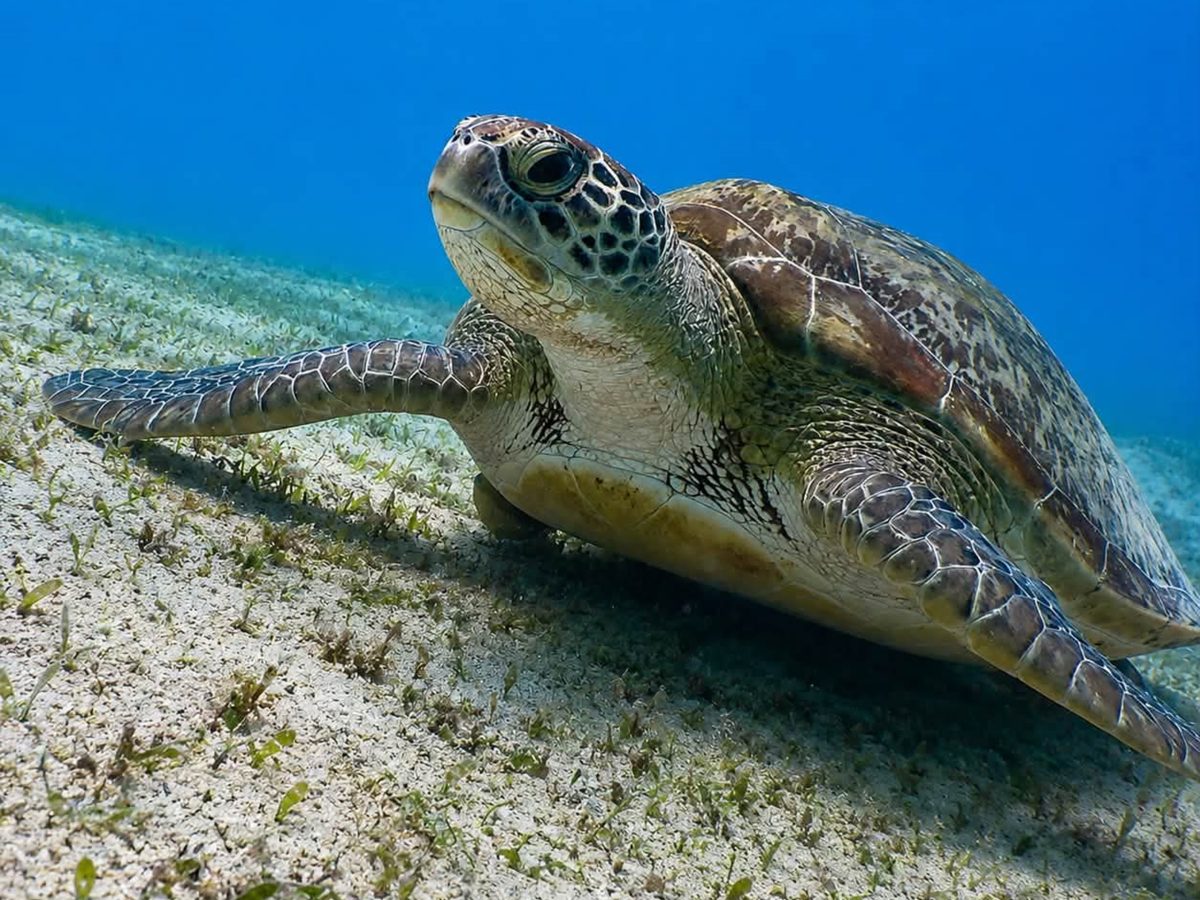 A green sea turtle swimming above seagrass in the Red Sea