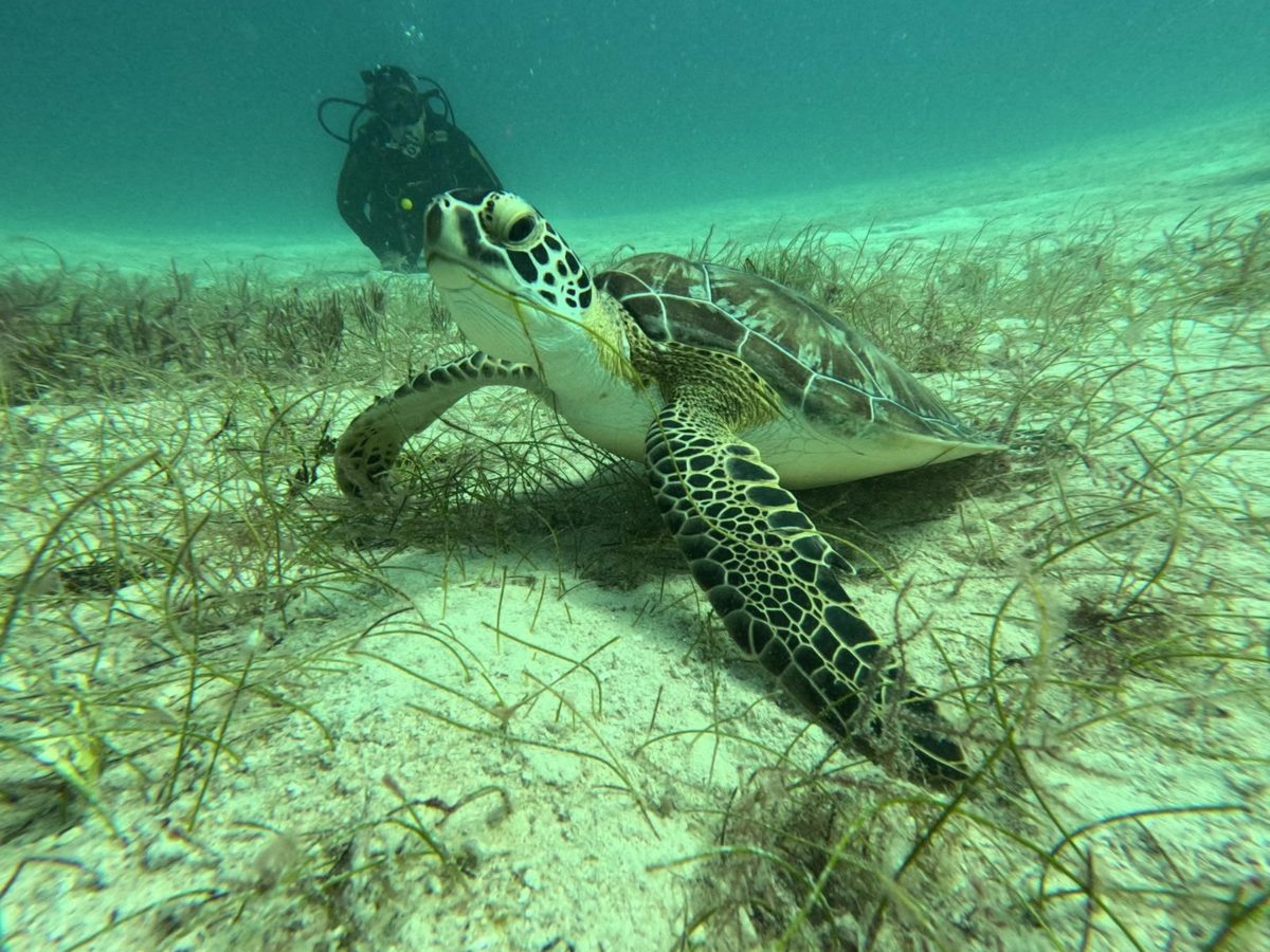 A diver observing a green sea turtle over Red Sea seagrass
