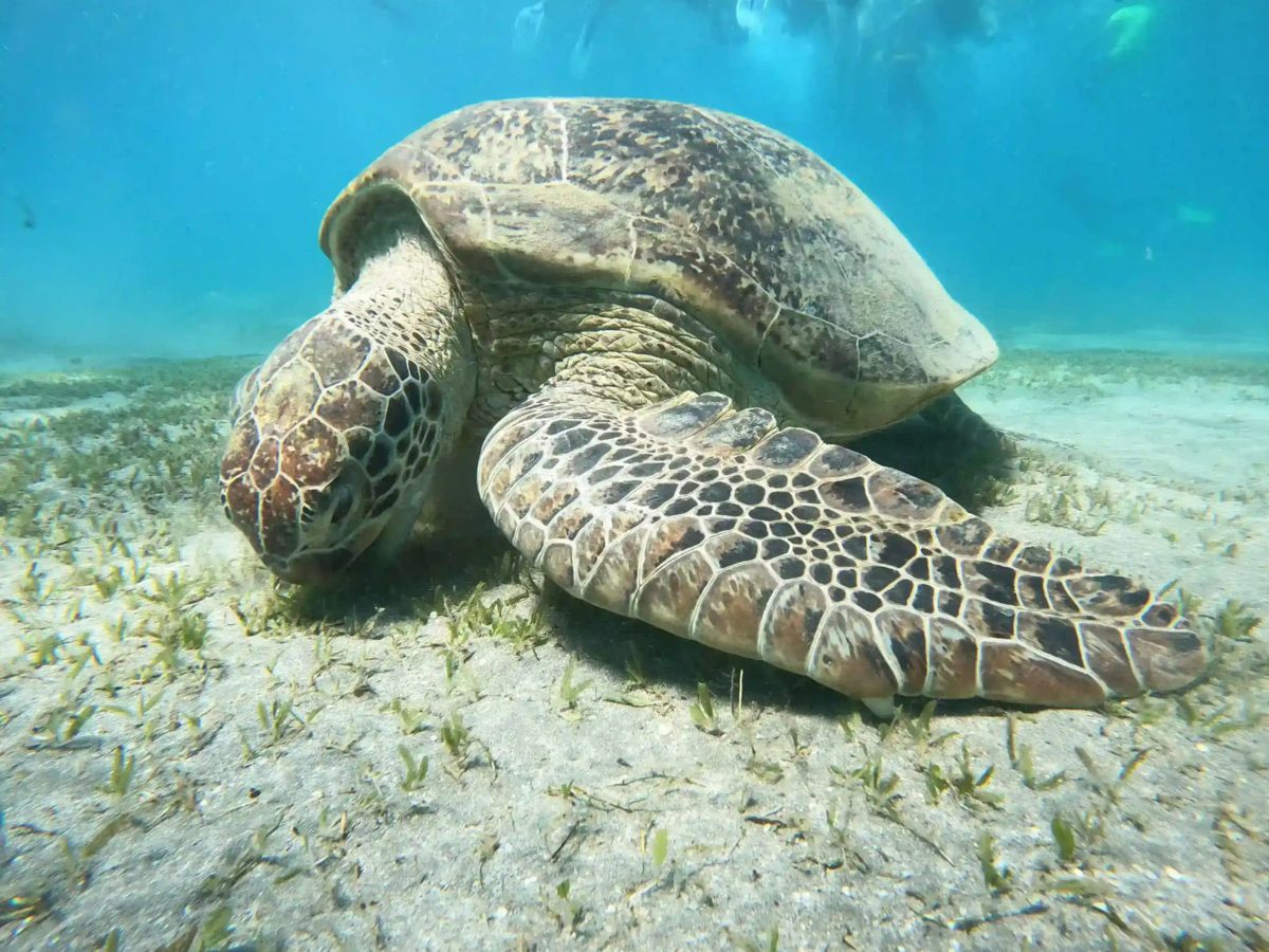 A green sea turtle resting on the sandy seabed