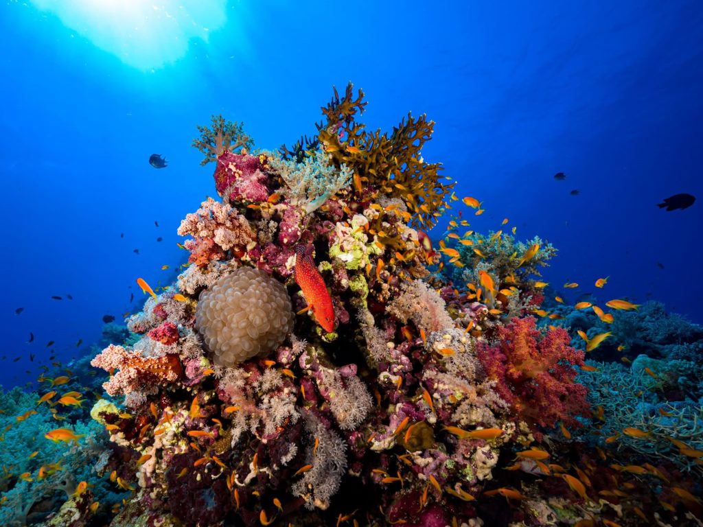 Bright coral pinnacle surrounded by small reef fish