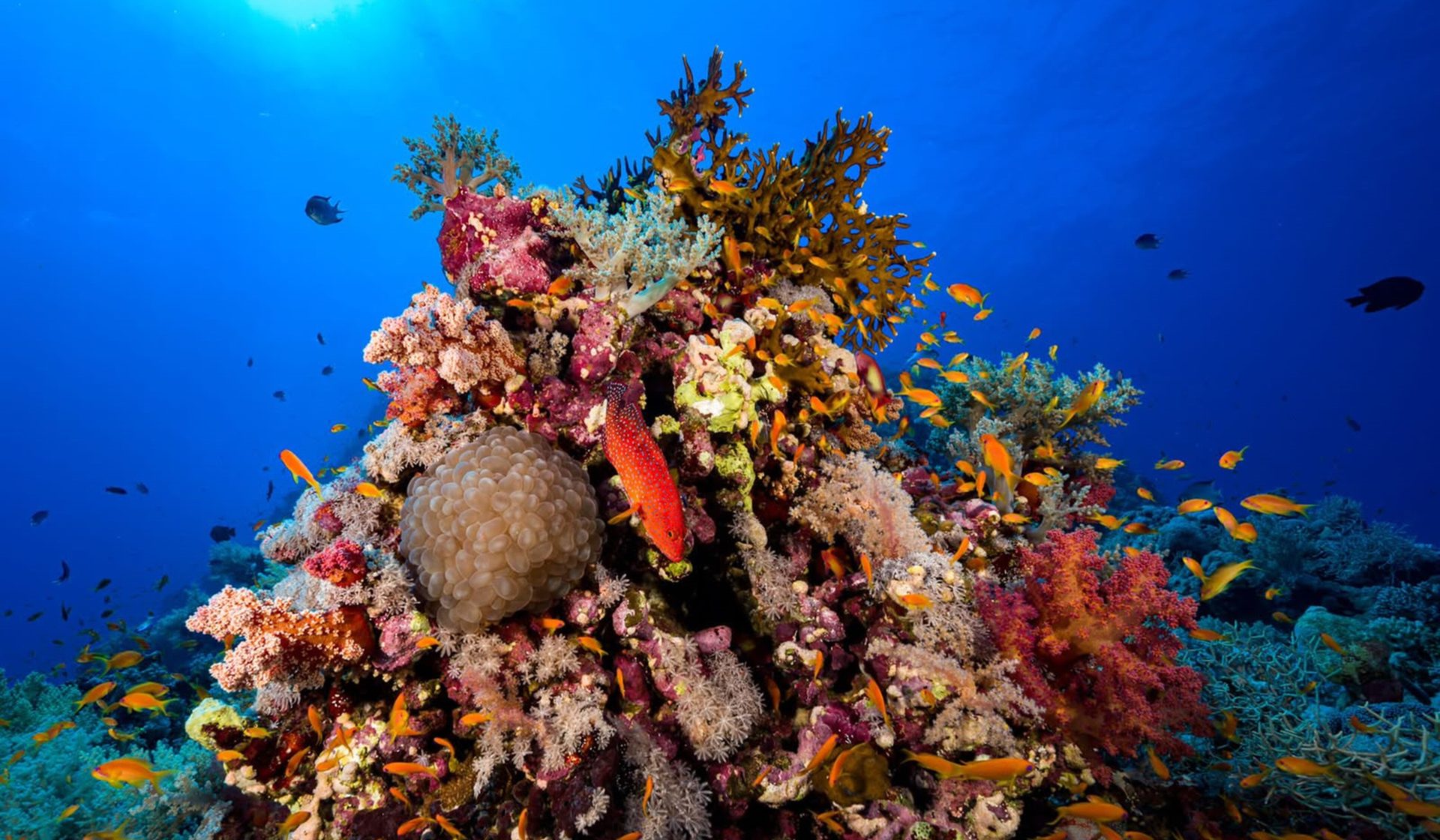 Bright coral pinnacle surrounded by small reef fish