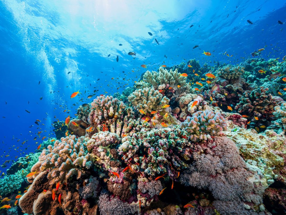 Wide view of a colorful coral reef beneath clear blue water
