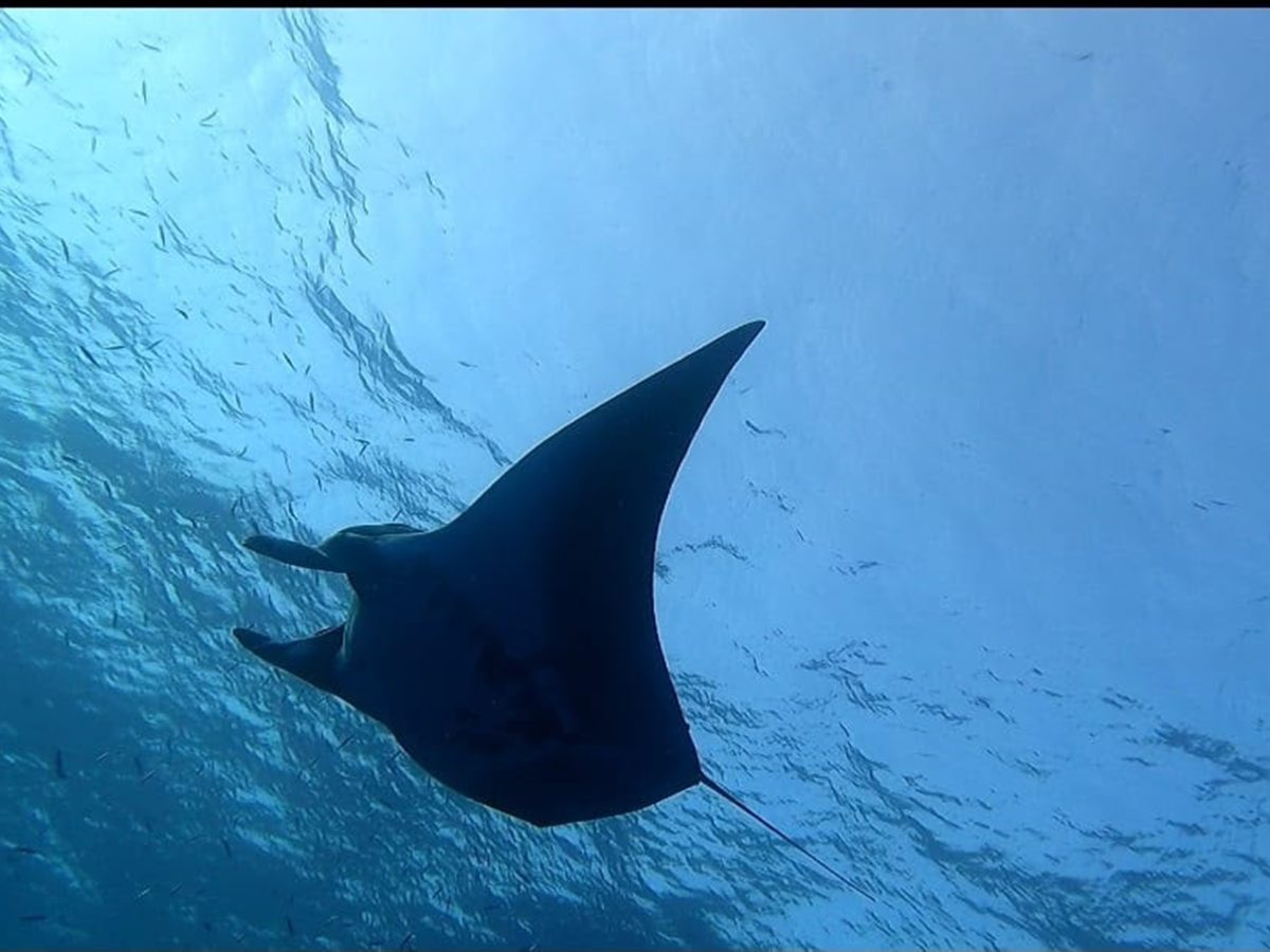 Manta ray gliding below the surface of the Red Sea