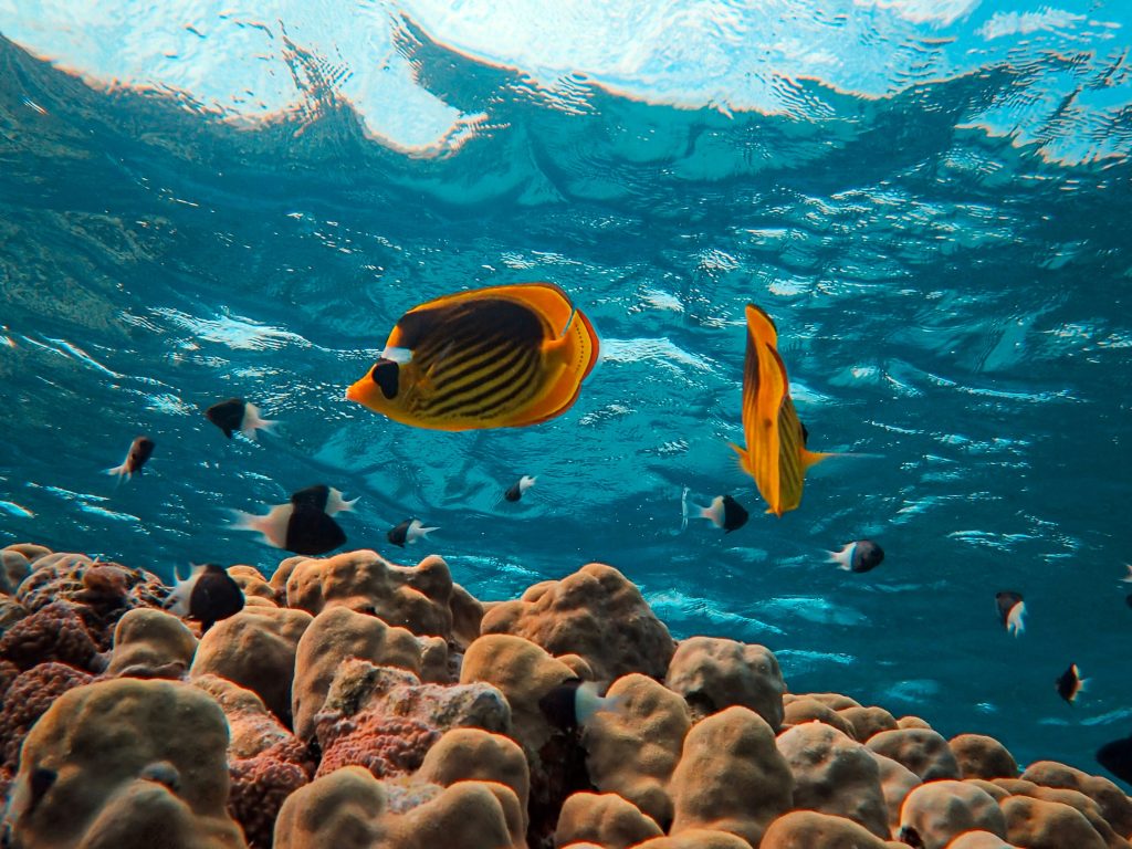 Colorful tropical fish above a healthy Red Sea coral reef