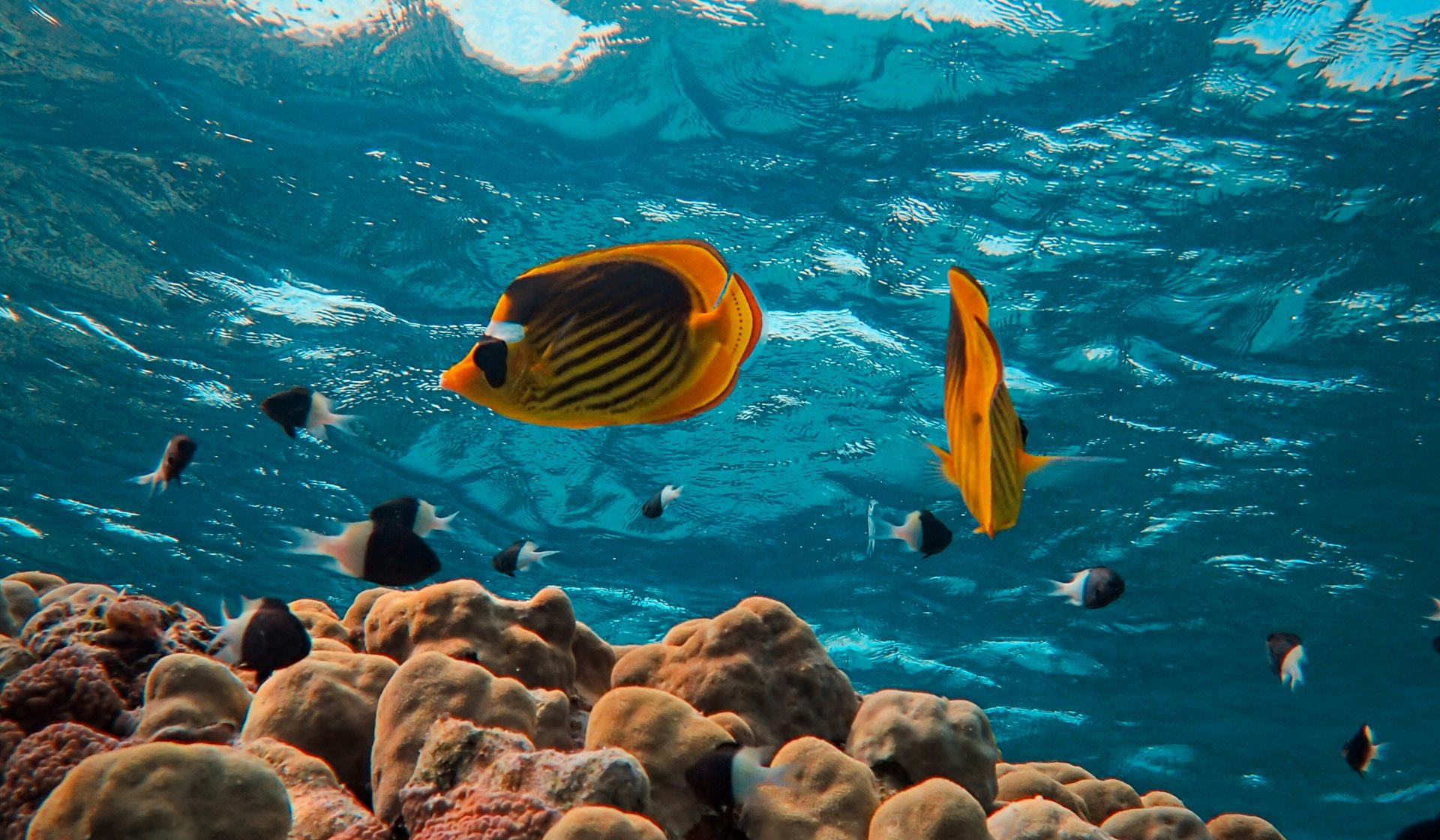 Colorful tropical fish above a healthy Red Sea coral reef