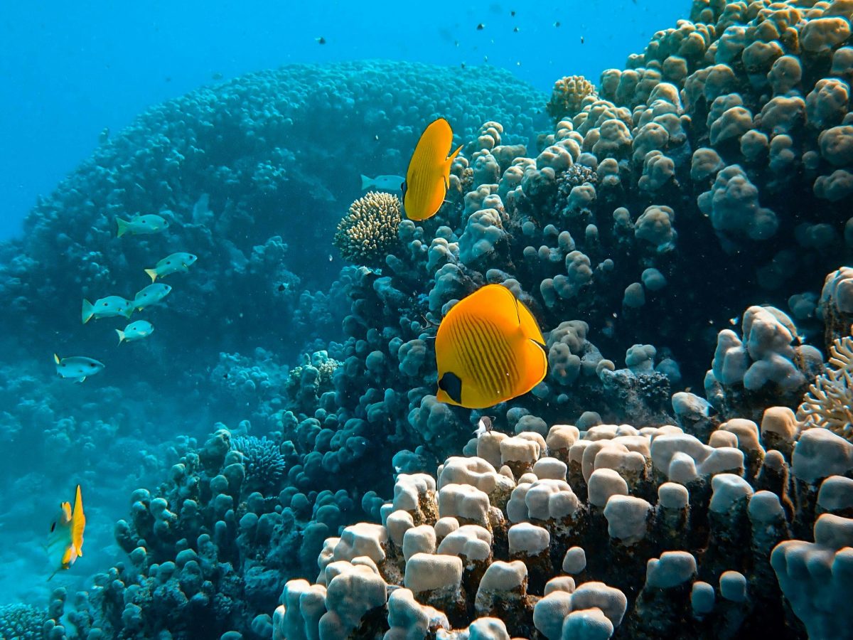 Yellow reef fish swimming beside Red Sea coral