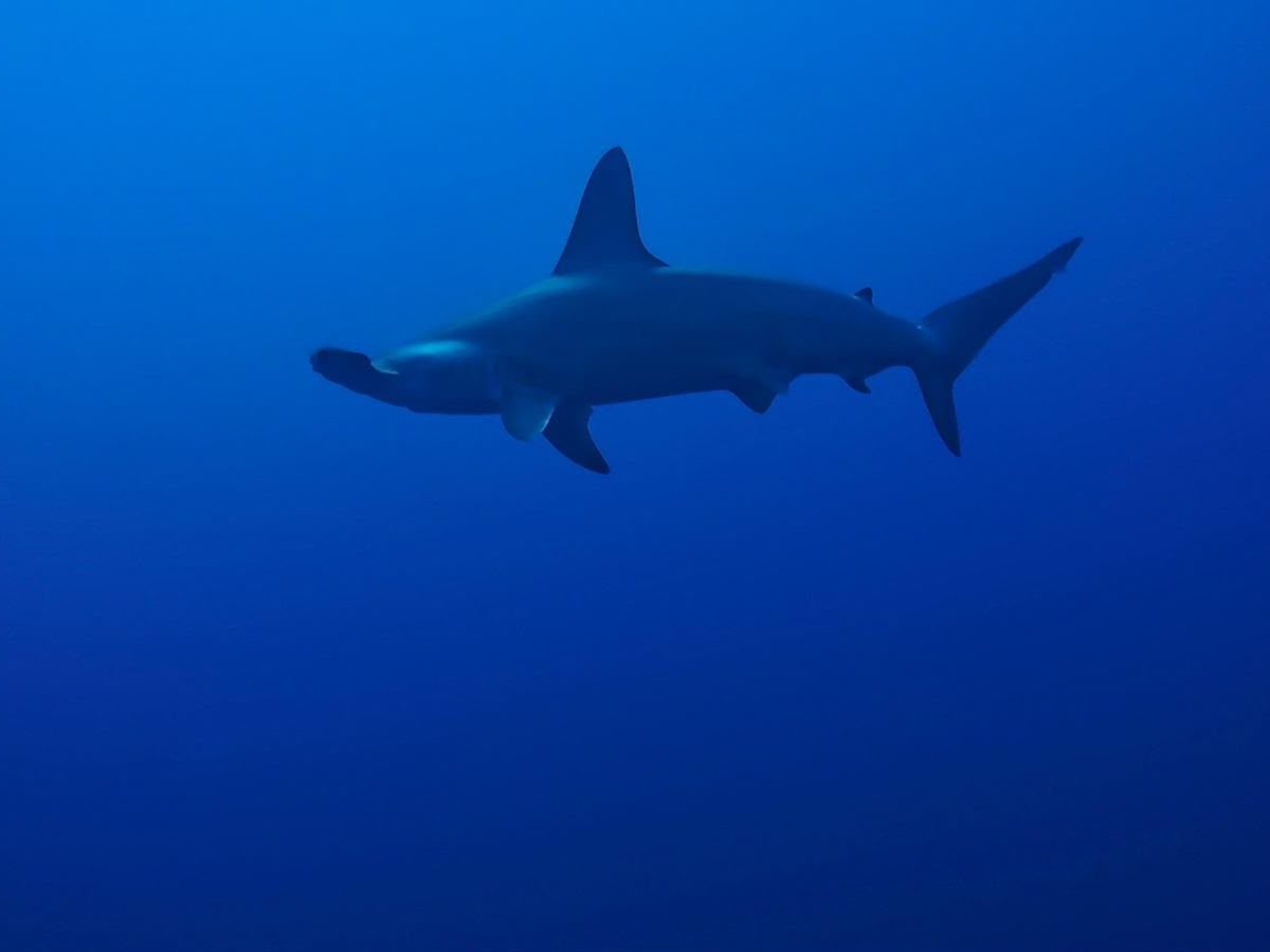 Shark swimming through deep blue Red Sea water