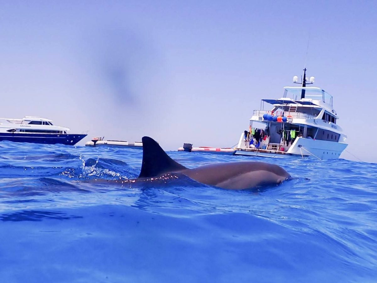 A dolphin surfacing near excursion boats at Sataya Reef