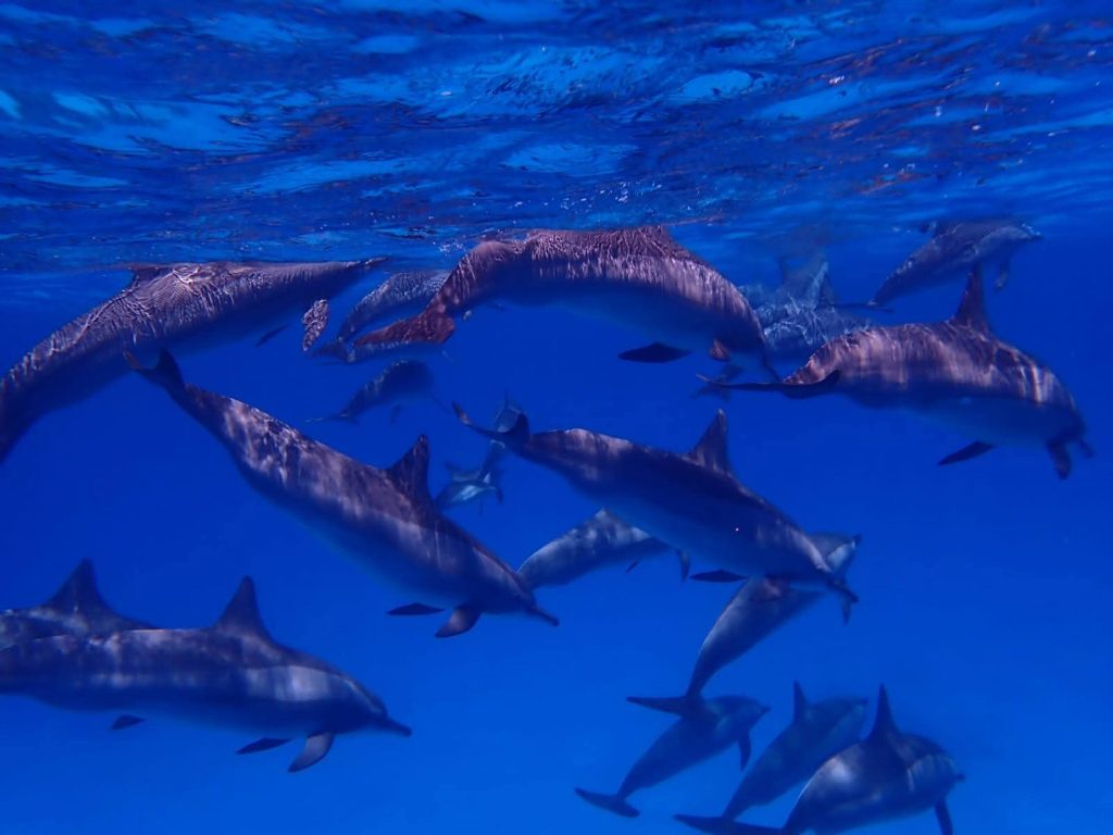A pod of spinner dolphins swimming together beneath the Red Sea surface