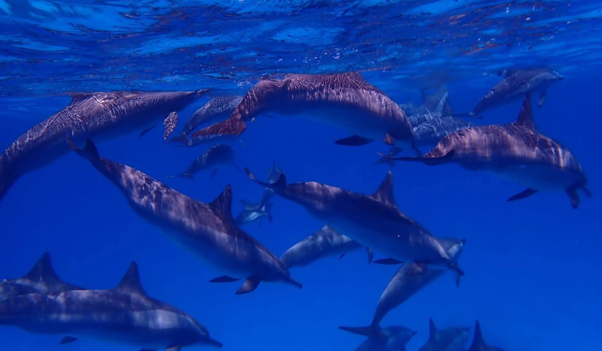 A pod of spinner dolphins swimming together beneath the Red Sea surface
