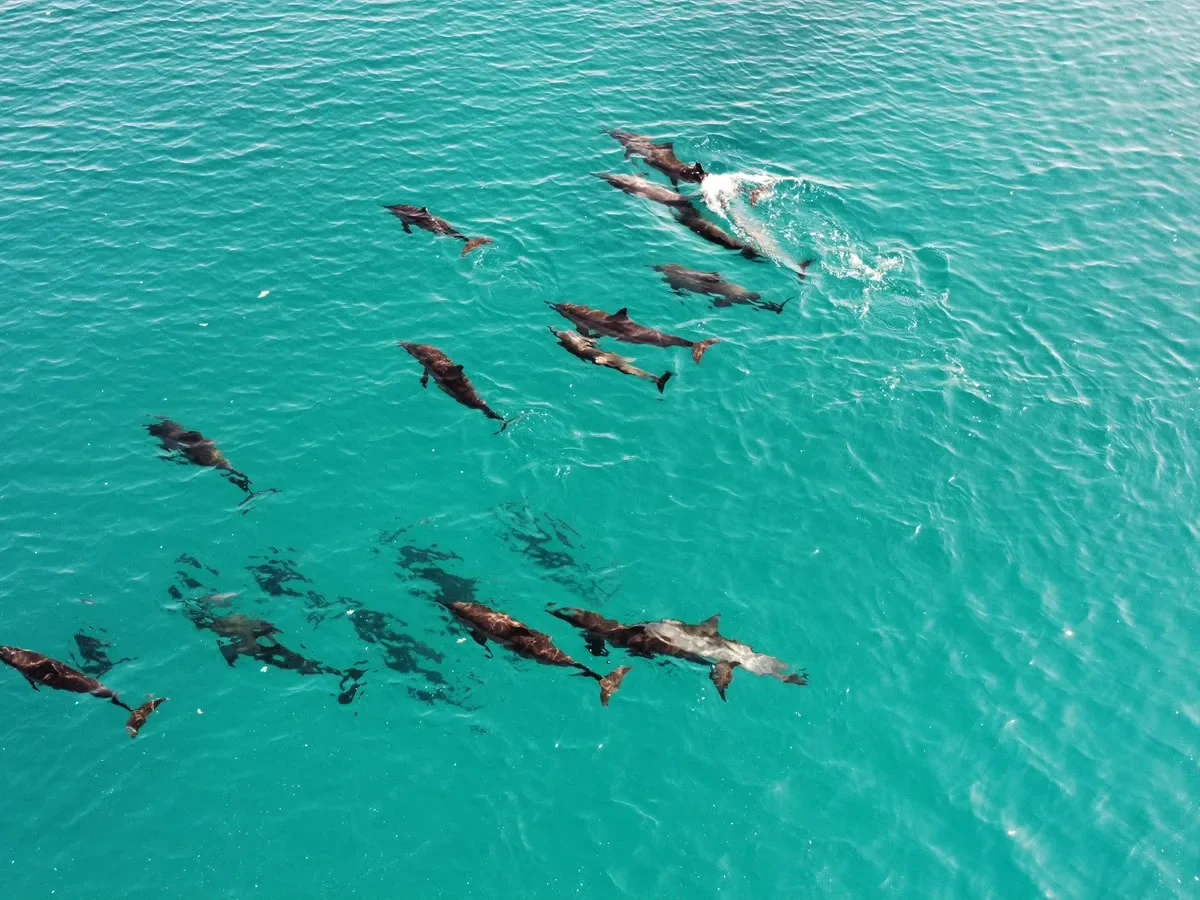 Dolphins swimming together in turquoise water seen from above