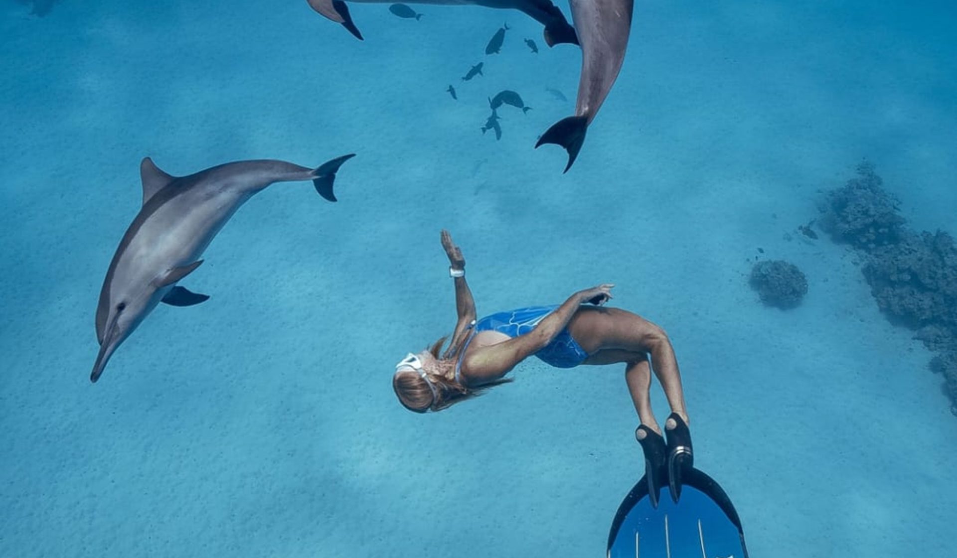 Snorkeler swimming with three spinner dolphins at Sataya Reef