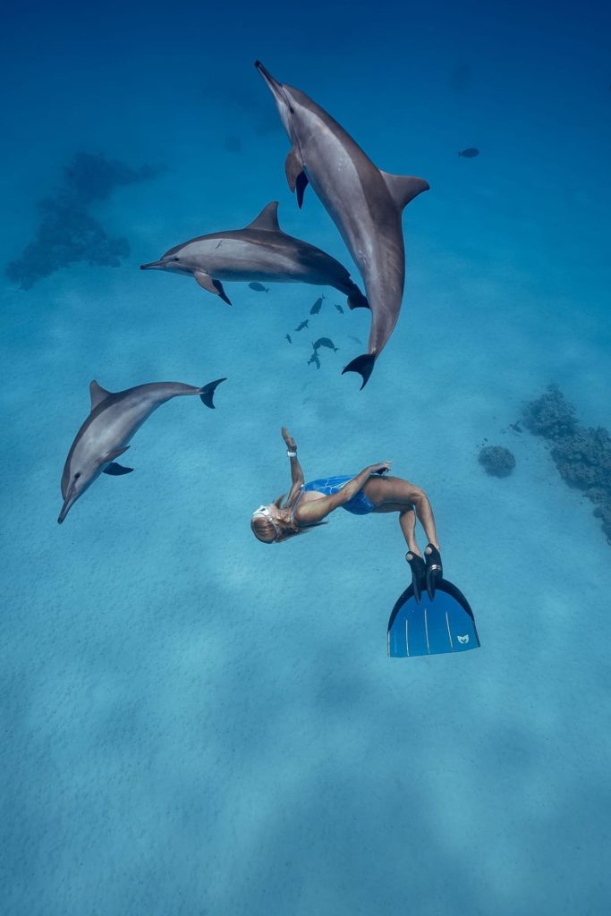 Snorkeler swimming with three spinner dolphins at Sataya Reef