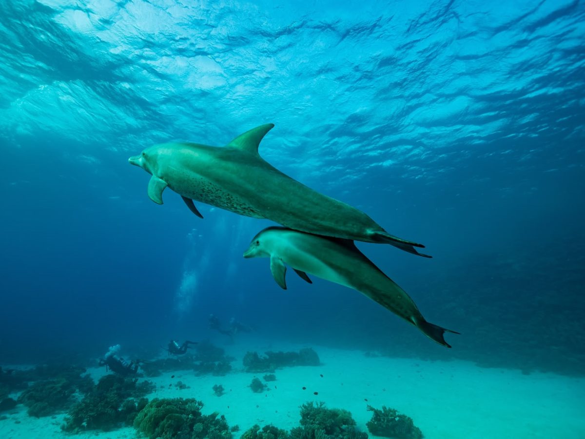 Spinner dolphins swimming through clear blue water at Sataya Reef